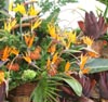 Madeira flowers